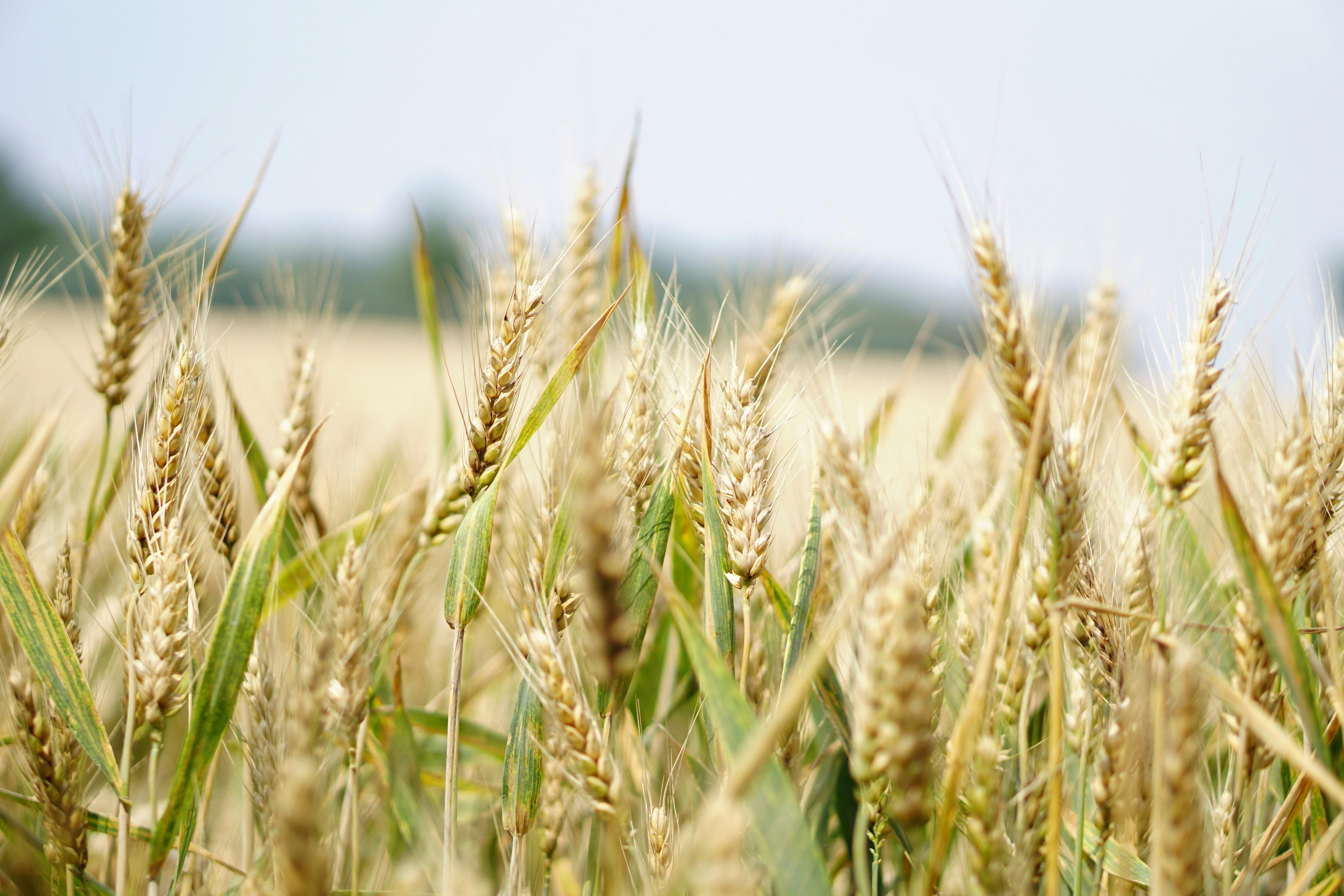 Measuring What Matters: Tracking Climate Adaptation for Smallholder Producers